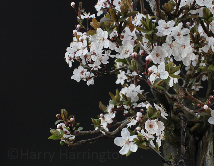 Black Cherry Plum Bonsai 